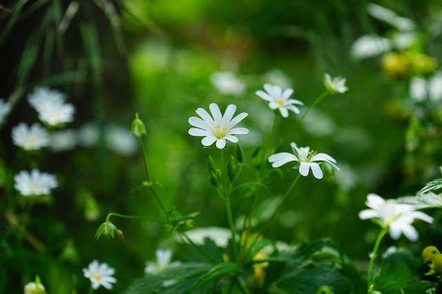 Comment éliminer le mouron de votre jardin ?