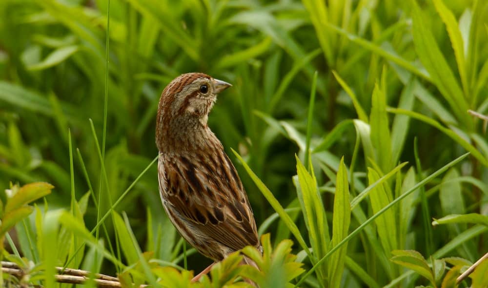 Quel animal représente l’air ?