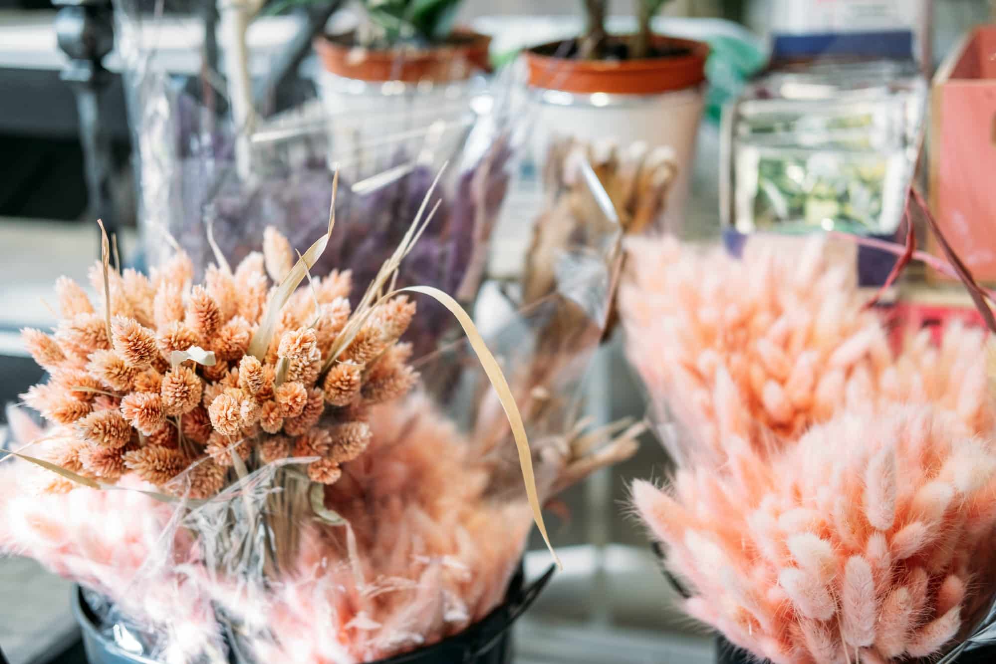 Boutique bohème : les fleurs de la pampas, très tendance en ce moment