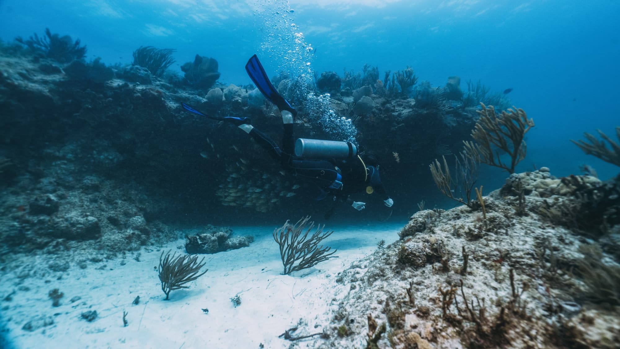 Plongée dans les plus beaux sites de corail